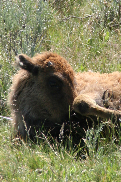 Nature's Persona - Bison Series - Susan Searway Art & Design © 2013